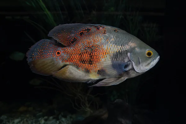 Vibrant Tiger Oscar Aquarium Gets Close — Stock Photo, Image