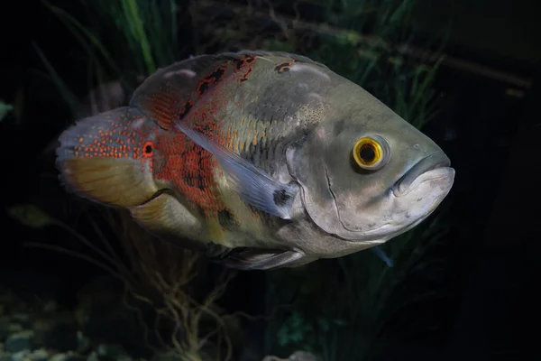 Vibrant Tiger Oscar Aquarium Gets Close — Stock Photo, Image