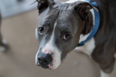 Son sınıf erkek pitbull köpeği yakın plan bir portre çektirirken,