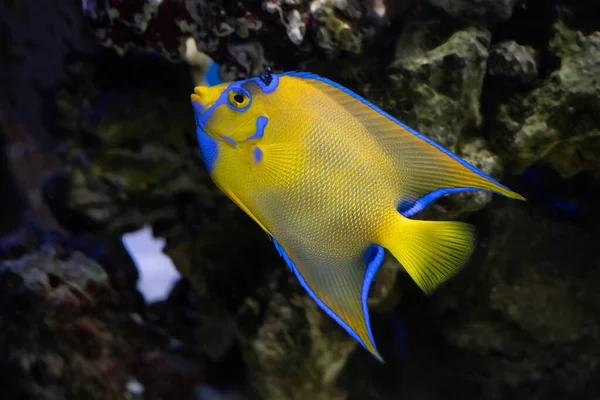 vibrant queen angelfish in captivity swims in an aquarium and gives a side profile