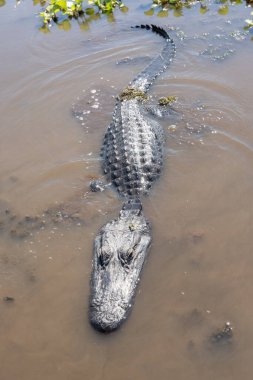 Amerikan timsahı güneşli bir günde Louisiana bataklığında yüzer.