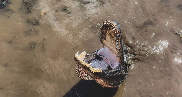 Duży Dorosły Amerykański Aligator Otwartymi Ustami Duże Zęby Czeka Jedzenie — Zdjęcie stockowe