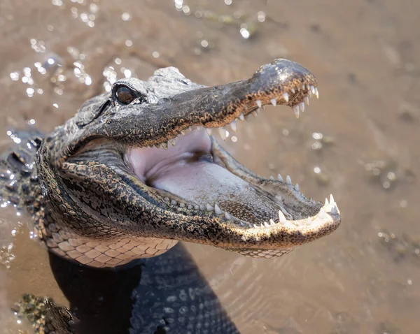 美国短吻鳄在路易斯安那州的河里游泳时 被近距离射中头部 — 图库照片