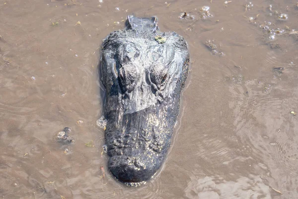 Amerikansk Alligator Simmar Floderna Louisiana Bayou Får Närbild Huvud Skott — Stockfoto