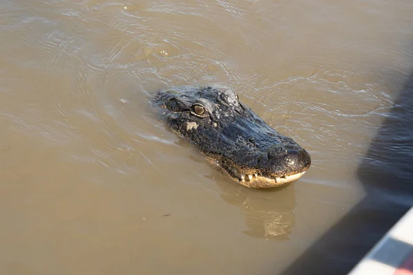 American Alligator Swimming Rivers Louisiana Bayou Gets Close Head Shot — Stock Photo, Image