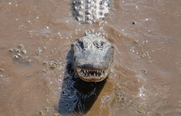Amerykański Aligator Bliska Cię Zauważył Płynie Przez Rzekę Twoim Kierunku — Zdjęcie stockowe
