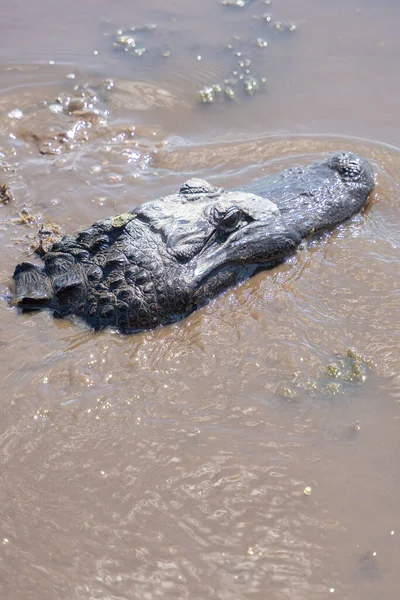 American Alligator Swims Louisiana Bayou Sunny Day — Stock Photo, Image