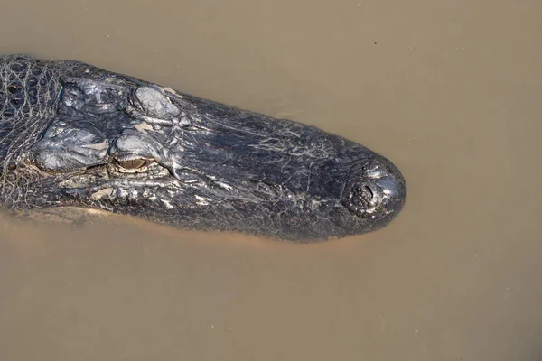 American alligator swimming in the rivers of the Louisiana bayou gets a close up head shot