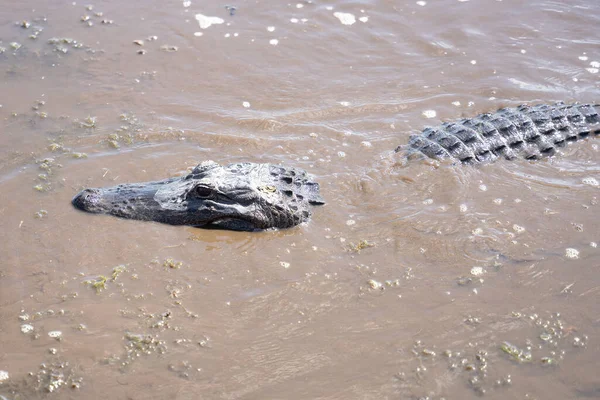 Amerikaanse Alligator Zwemt Louisiana Bayou Een Zonnige Dag — Stockfoto