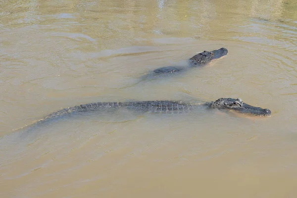 American Alligator Swims Louisiana Bayou Sunny Day — Stock Photo, Image