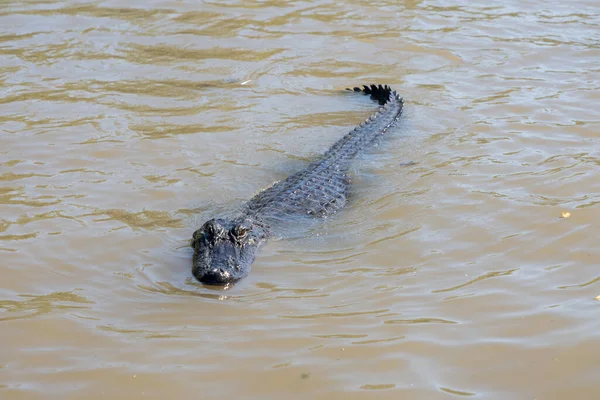 American Alligator Swims Louisiana Bayou Sunny Day — Stock Photo, Image