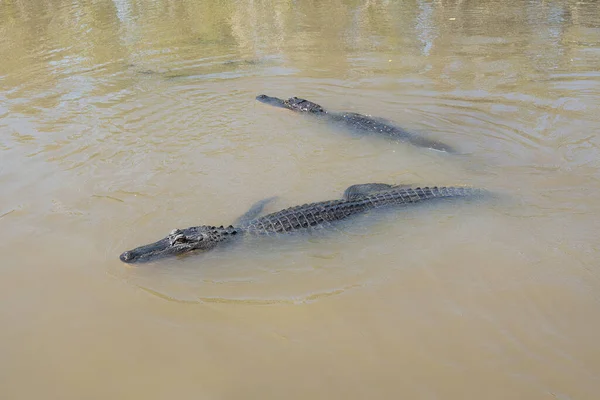Amerykański Aligator Pływa Zatoce Luizjany Słoneczny Dzień — Zdjęcie stockowe