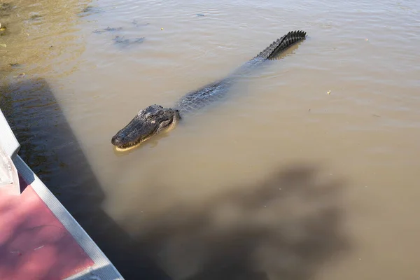 American Alligator Swims Louisiana Bayou Sunny Day — Stock Photo, Image