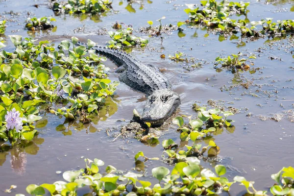 Americano Alligatore Adulto Nuota Nei Gigli Fiume Bayou Una Giornata — Foto Stock