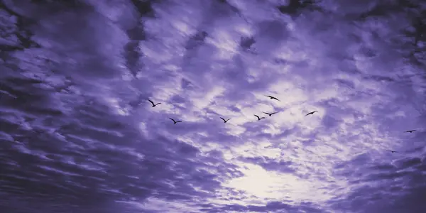 Troupeau Oiseaux Dans Ciel Nuages Épais Heure Soir — Photo