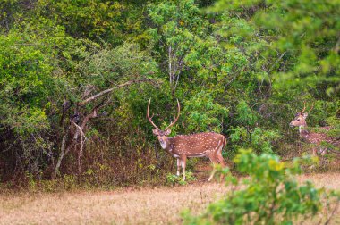 Ulusal Park 'ta Geyikler