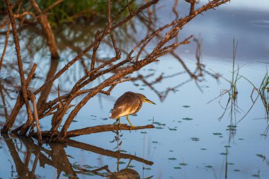 Ulusal Parktaki Kuşlar