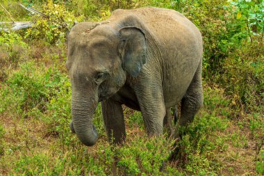 Ulusal parktaki filler