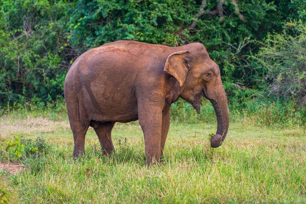 Слоны Национальном Парке — стоковое фото