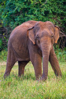 Ulusal parktaki filler