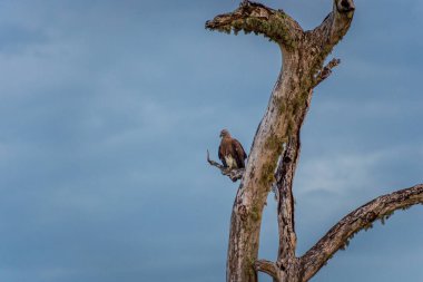 Ulusal Parktaki Kuşlar