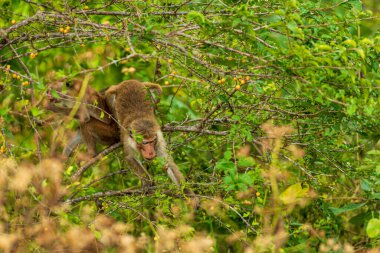 Ulusal Parktaki Maymunlar