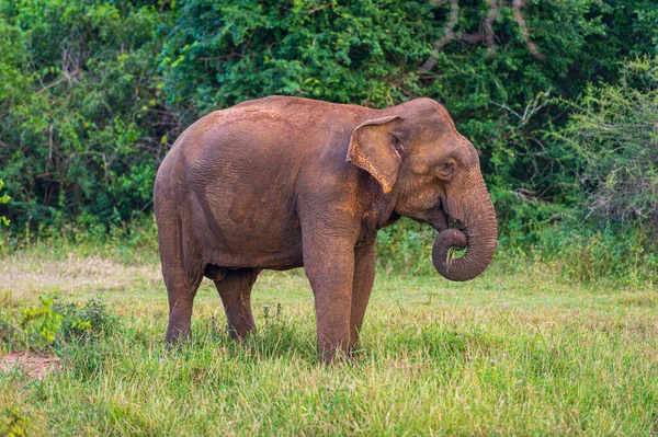Elefántok Nemzeti Parkban — Stock Fotó