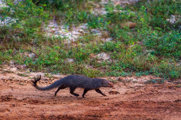 Yala Ulusal Parkı 'ndaki firavun faresi, Sri Lanka