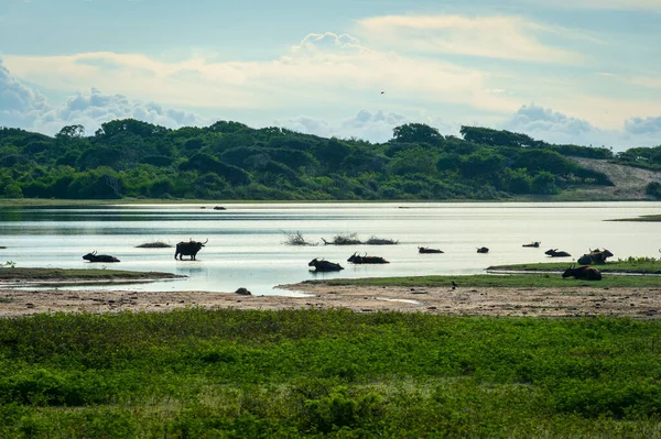 Büffel Fluss Nationalpark — Stockfoto