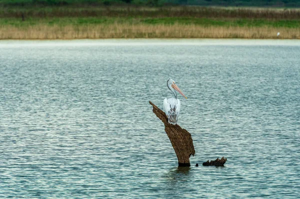 Aves Parque Nacional —  Fotos de Stock