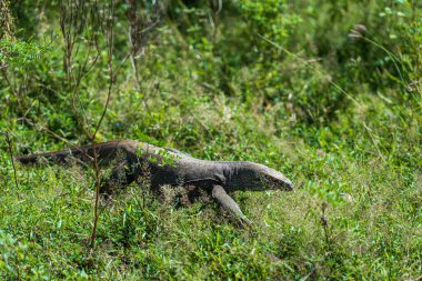 Yala Ulusal Parkı 'nda vahşi bir varan. Sri Lanka