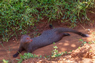 Yala Ulusal Parkı 'ndaki firavun faresi, Sri Lanka