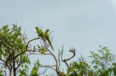 Ulusal Parktaki Kuşlar