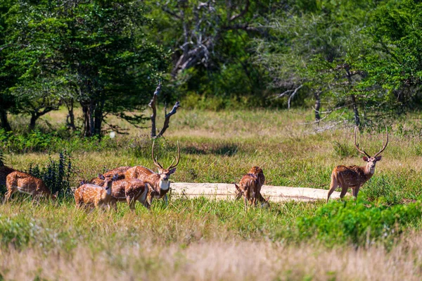 Ciervos Parque Nacional — Foto de Stock