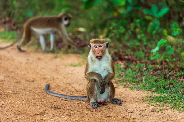 Scimmie Nel Parco Nazionale — Foto Stock