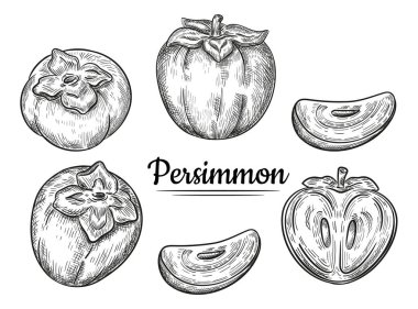 Olgun Sharon Hurma Mürekkep taslak seti. Taze egzotik Asya Japon kaki 'si. Yarısı, dilimleri ve meyveleri. Sonbahar tatlı vitamini sağlıklı yiyecekler. Menü, meyve suyu veya reçel yemek için klasik gerçekçi botanik gravürleri. İzole vektör çizimi