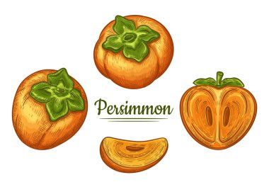 Sharon hurma ağacı sarı meyve eli çizim seti. Yuvarlak, tatlı Japon kaki. Yarı yarıya, dilimle ve bütünle. Egzotik sonbahar vitamini vejetaryen tatlı sağlıklı yiyecekler. Paketleme etiketi için botanik eskizi. Oymalı renk vektörü çizimi