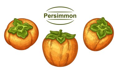 Olgun Sharon Hurması, Asyalı sarı sulu meyve suyu çizilmiş el seti. Yeşil yapraklı egzotik sonbahar Japon kaki meyvesi. Tropikal tatlı, sağlıklı vejetaryen tatlı yiyeceği. Meyve suyu paketi etiketi. Botanik eskizi. Vektör