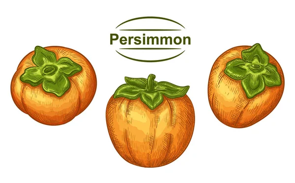 Sharon Mûr Persimmon Asiatique Jaune Juteux Fruit Dessiné Main Ensemble — Image vectorielle