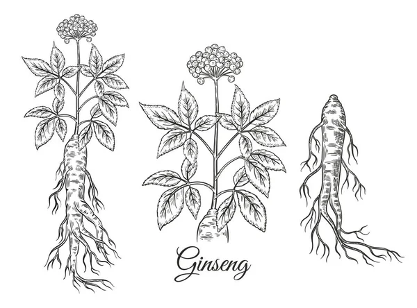 Racine Ginseng Rouge Sauvage Avec Des Baies Fleurs Feuilles Croquis — Image vectorielle