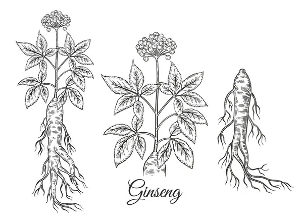 Çiçek meyveli yabani kırmızı ginseng kökü, Çin sağlık bitkisinin botanik çizimini bırakıyor. Çekirdekli gerçekçi çiçek şifalı bitki sapı. Çin geleneksel terapi malzemesi. Doğal sağlıklı gıda takviyeleri. Vintage oyma. El çizilmiş çizgi vektörü