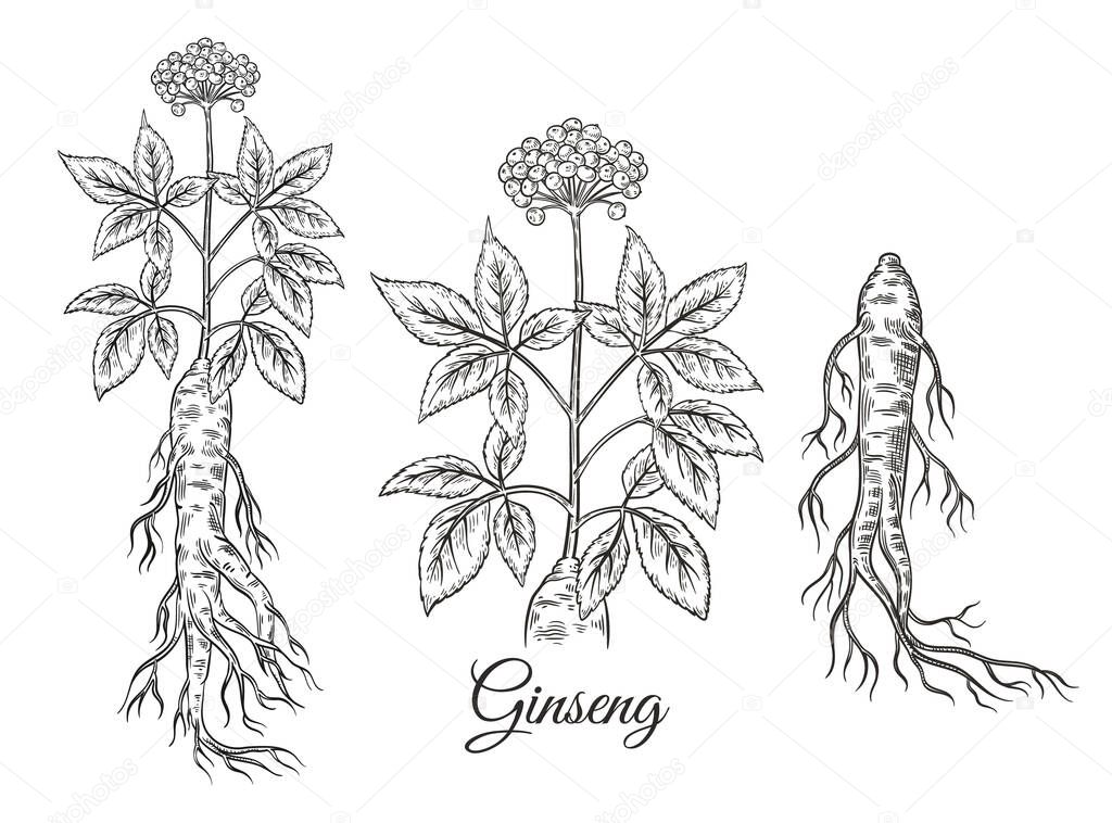 Wild red ginseng root with flower berries, leaves Chinese medical plant botanical sketch. Realistic floral medicine herb stem with seed. China traditional therapy ingredient. Natural healthy food supplements. Vintage engraving. Hand drawn line vector