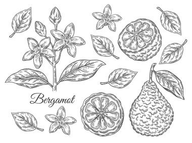 Bergamot, kaffir lime citrus juicy fruit, tree branch with flowers, leaves. Fresh tropical green lemon botanical sketch set. Blossom plant, exotic orange. Cosmetic aroma. Tea ingredient, healthy food. Vintage engraving. Outline hand drawn vector