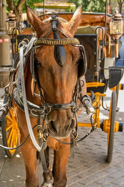 在塞维利亚 西班牙 的一个广场上 马脸的特写 被绑在马车上 等待游客骑马 — 图库照片