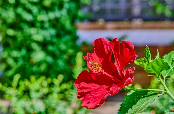Hibiscus rosa-sinensis, daha çok amber, Çin gülü, öpüşen çiçek, kardinal, haşhaş, Japon karanfili olarak bilinir..