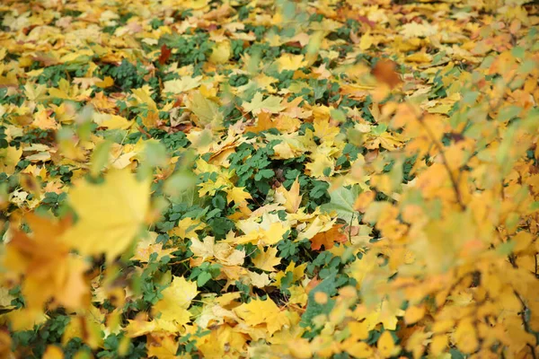 Autumn Yellow Fallen Leaves Mixed Green Plants Ground — Stock Photo, Image