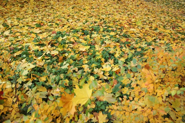 Herbst Viele Gelbe Abgefallene Blätter Gemischt Mit Grünen Pflanzen Ein Stockfoto