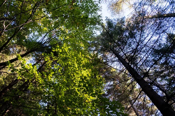 Uzun ağaçların ve bulutların altındaki gökyüzünün manzarası..