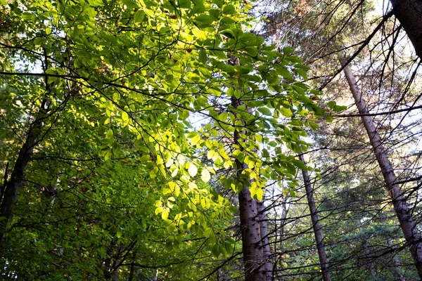 Uzun ağaçların ve gökyüzünün alt manzarası. Avrupa 'da Orman. 