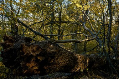 Sonbahar ormanında yolun ortasında büyük bir kütük var.
